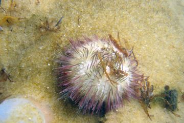 Variable sea urchin, Lytechinus variegates, on a recycled glass cullet substrate