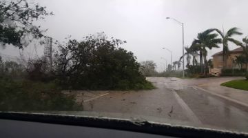 Hurricane Irma uproots tree in Homestead