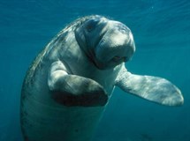 Manatee Season