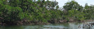 Port Everglades strand of Mangroves