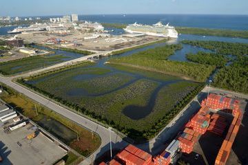 Port Everglades Mangrove Wetlands