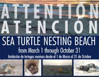 Click to Informative New Sea Turtle Signs