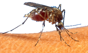 Click to Broward County Zika