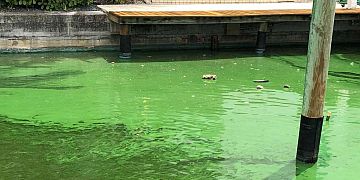 Toxic Blue-Green Algae Bloom