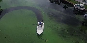 Algae Bloom covers Canal