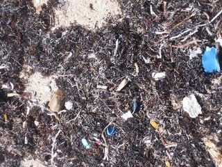 Mound of Organic Beach Waste