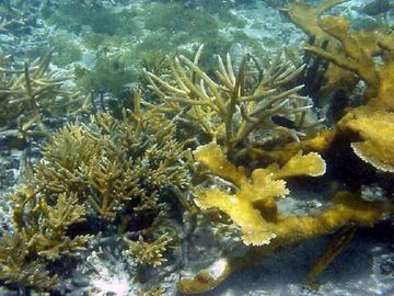 Threatened Elkhorn and Staghorn Corals