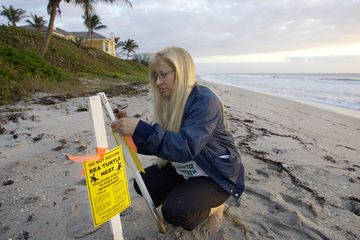 Volunteer Marks Nest Early on