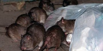 Rat Feast