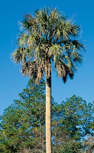 Sabal Palmetto Sabal Palm