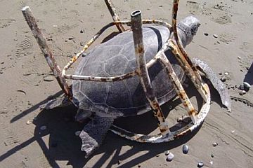 Turtle Trapped in Beach Chair