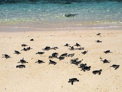 Turtle Hatchlings Head for Ocean