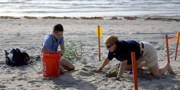 Nova Students Check Turtle Nest