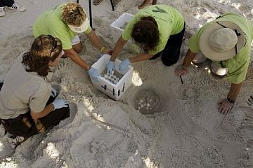 Moving a Turtle Nest