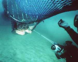 Loggerhead Sea Turtle escaping through Turtle Excluder Device