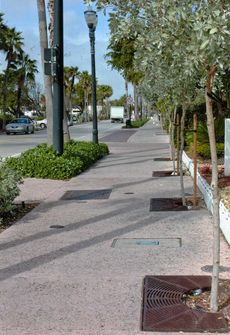 Trees Trimmed - made safe for pedestrians