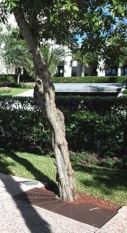 Green Buttonwood is twisted, gnarled with roots entangled around grate