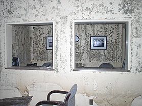 Legislation regulates mold assessors and remediators