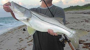 Large Snook Caught on Galt Mile Beach