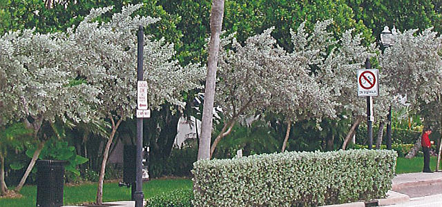 Severely bent Silver Buttonwoods along Galt Ocean Drive