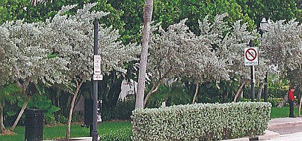 Tilting trees along the East side of Galt Ocean Drive