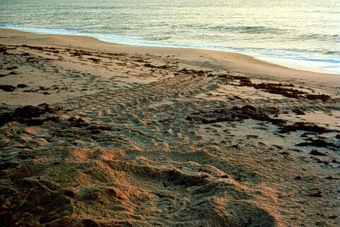 These tracks include the sea turtle's coming onto the beach, the nesting, and the return