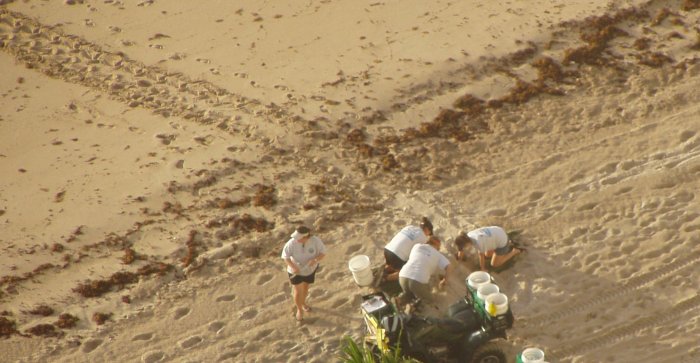 24th floor view of the Turtle Team behind Playa Del Mar