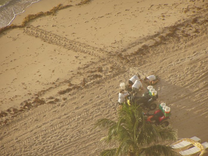 Turtle activity on the Galt Mile Beach between Playa del Mar and Regency Tower