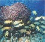 Biological Reef Monitoring Fish Count