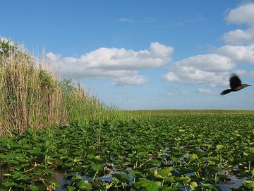 Everglades Restoration