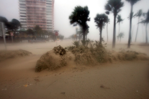 Roots of Palms on Beach hold Remaining Sand in Place